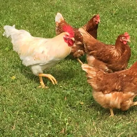 Lomatila Ollila Farm Фермерский дом *