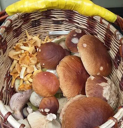 Lomatila Ollila Farm *