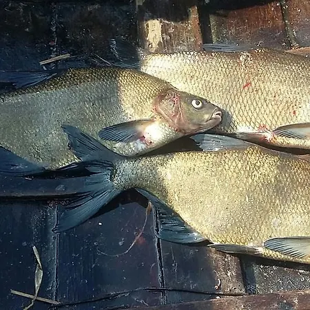 Lomatila Ollila Farm 케리마키