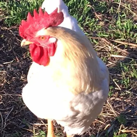 Lomatila Ollila Farm